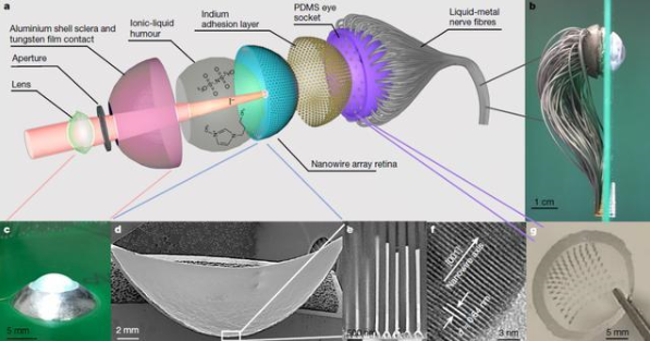 中国科学家研发新型纳米线球形仿生眼，获得广泛认可